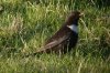 Ring Ouzel at Hadleigh Downs (Don Petrie) (69765 bytes) Ring Ouzel at Hadleigh Downs (Don Petrie) (69765 bytes)